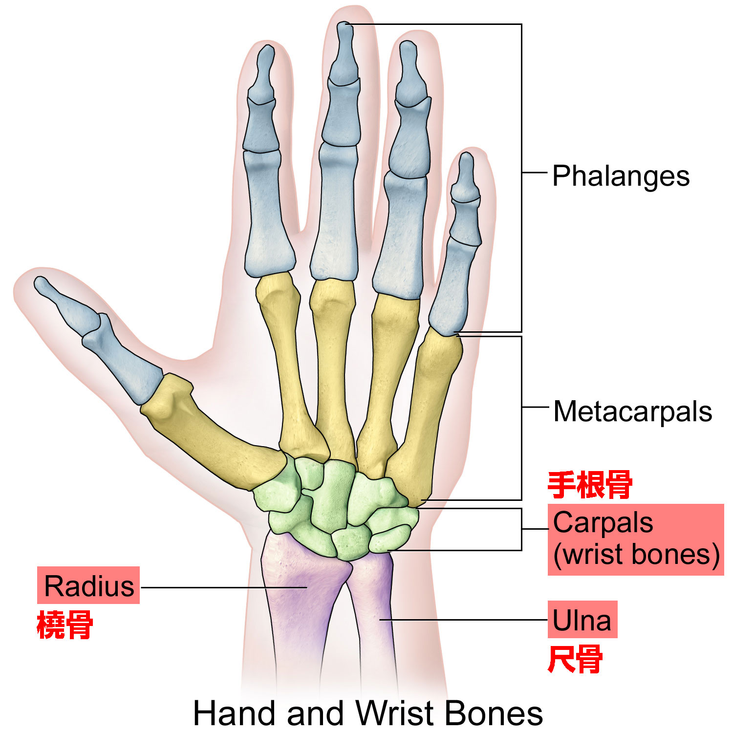 名前 手首 骨