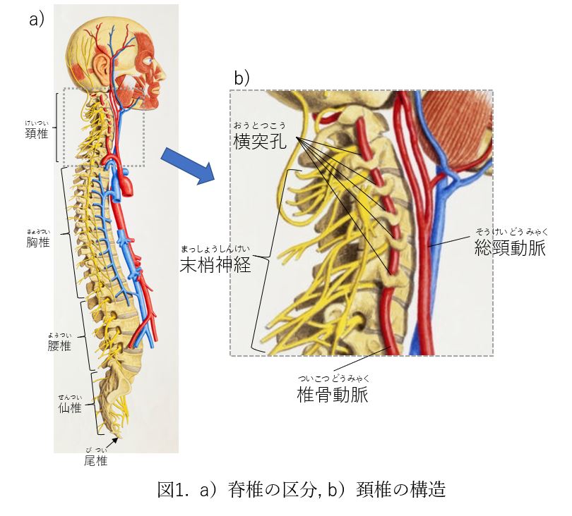 ストレートネックの改善方法 首の機能解剖とマッサージを行う上での注意点 Mueller Japan