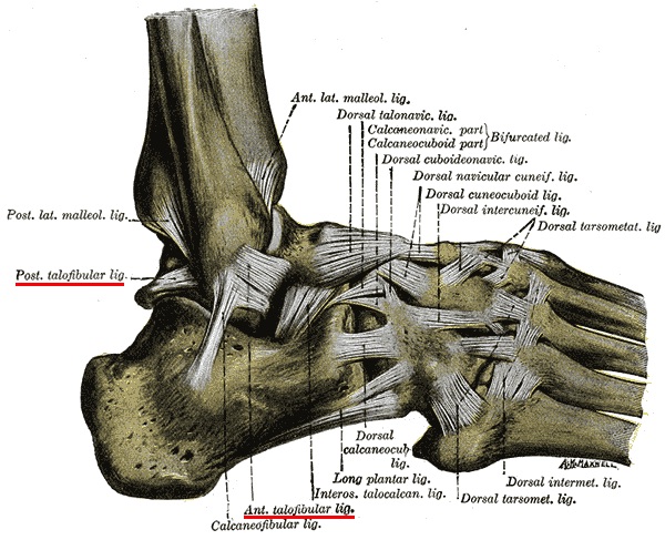 距 腓 靭帯 前 足首の捻挫の正しいサポーターの選び方とは？！ (別名:前距腓靭帯損傷)