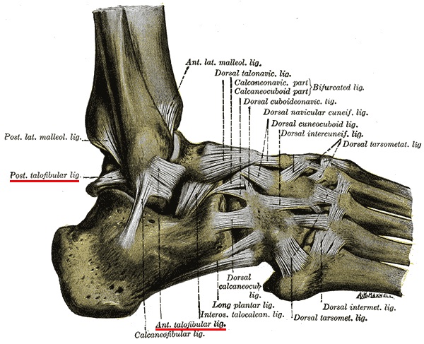 くるぶし 前 距 腓 靭帯